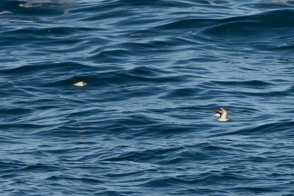 pygmésnipe - ML647249313