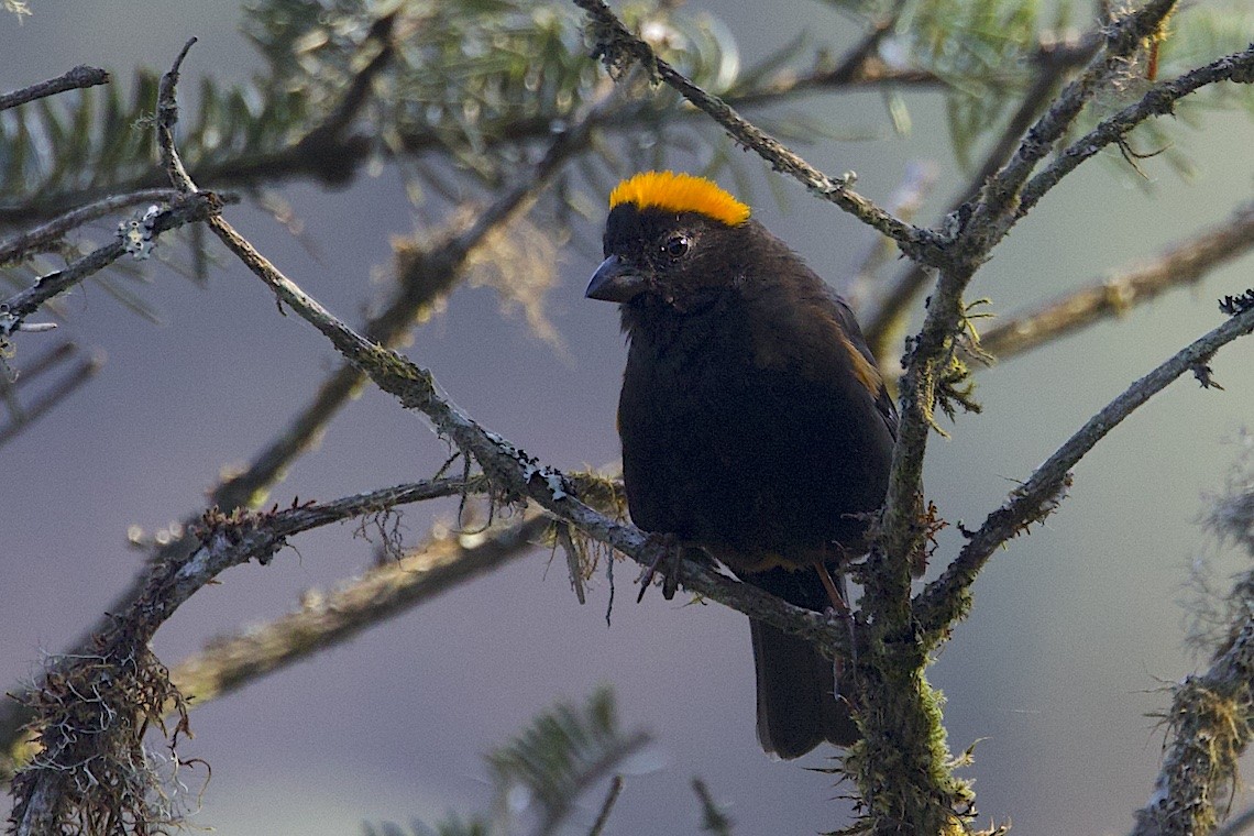 gullnakkefink - ML647249314