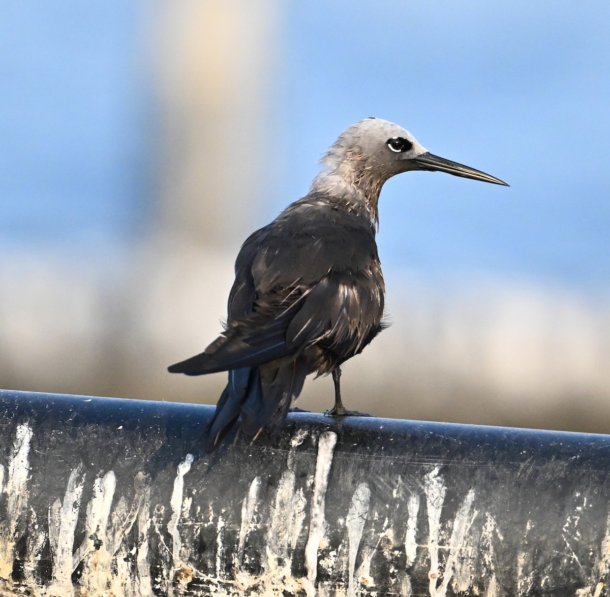 smånoddy - ML647249315