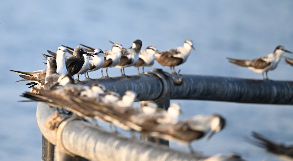 smånoddy - ML647249316