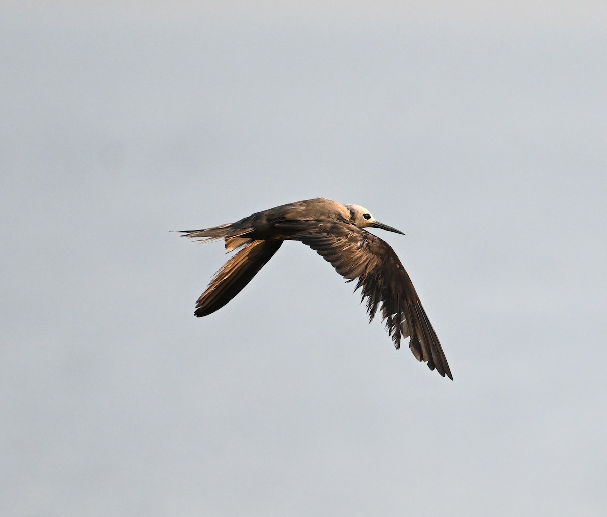 Lesser Noddy - ML647249317