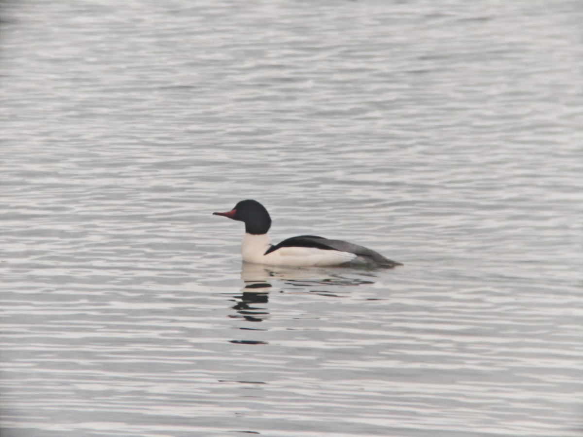 laksand - ML647249318