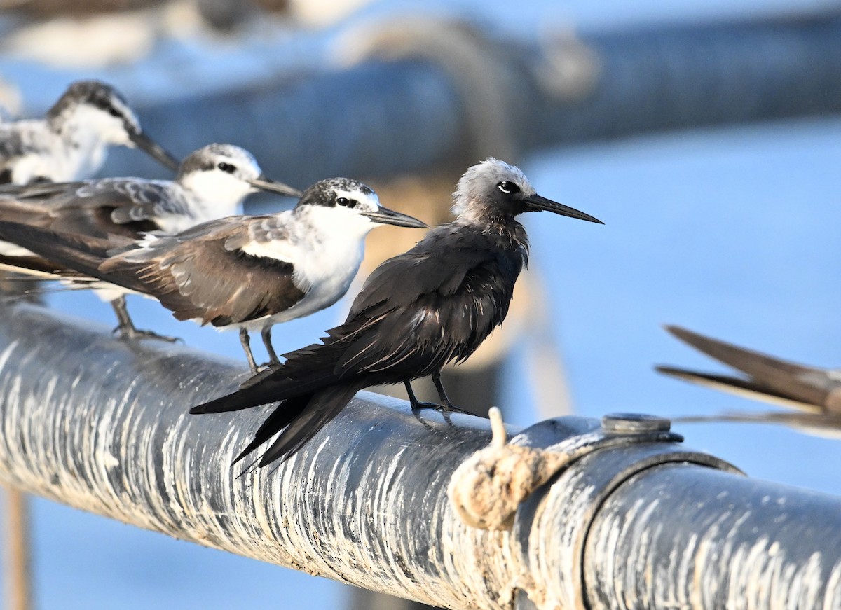 Lesser Noddy - ML647249319