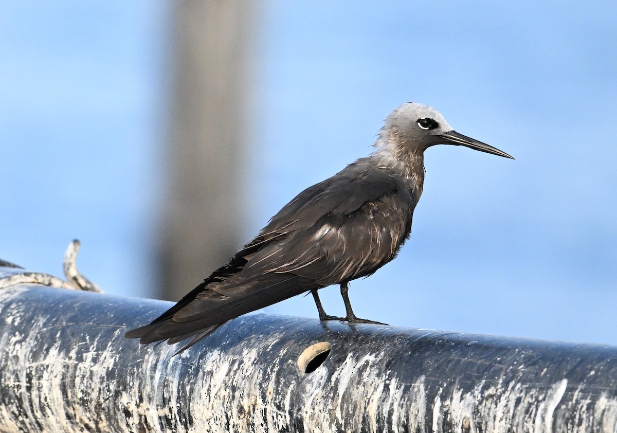 smånoddy - ML647249320