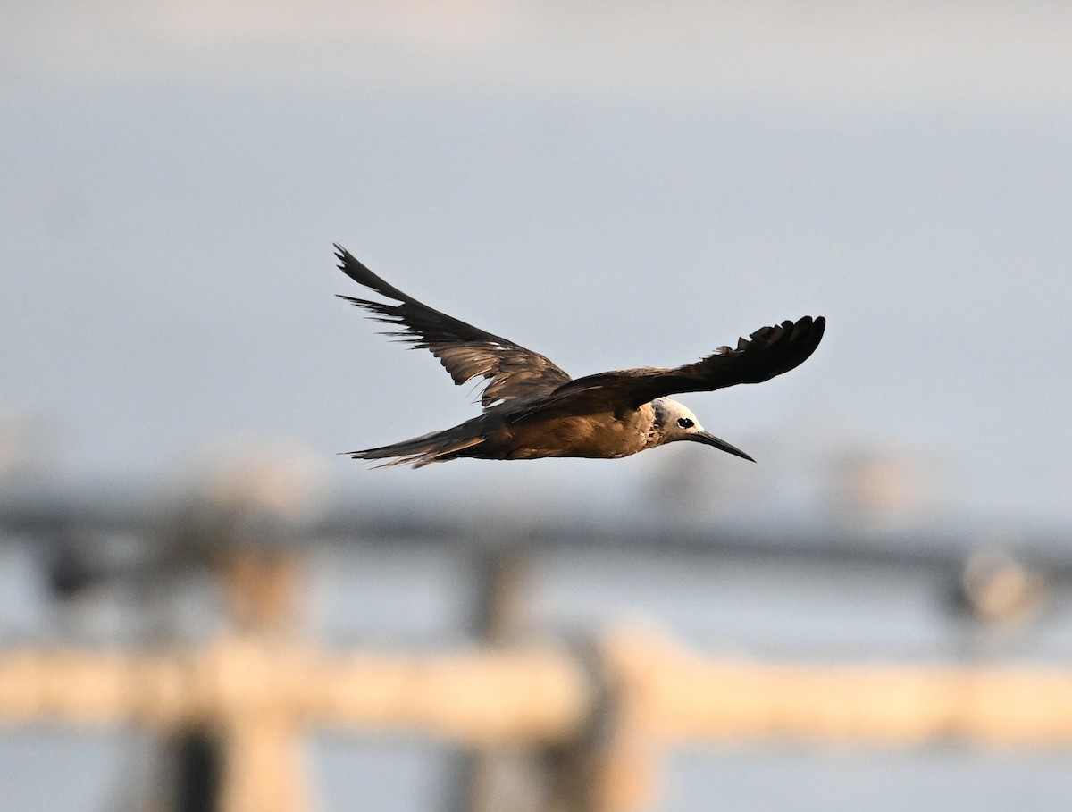 smånoddy - ML647249321