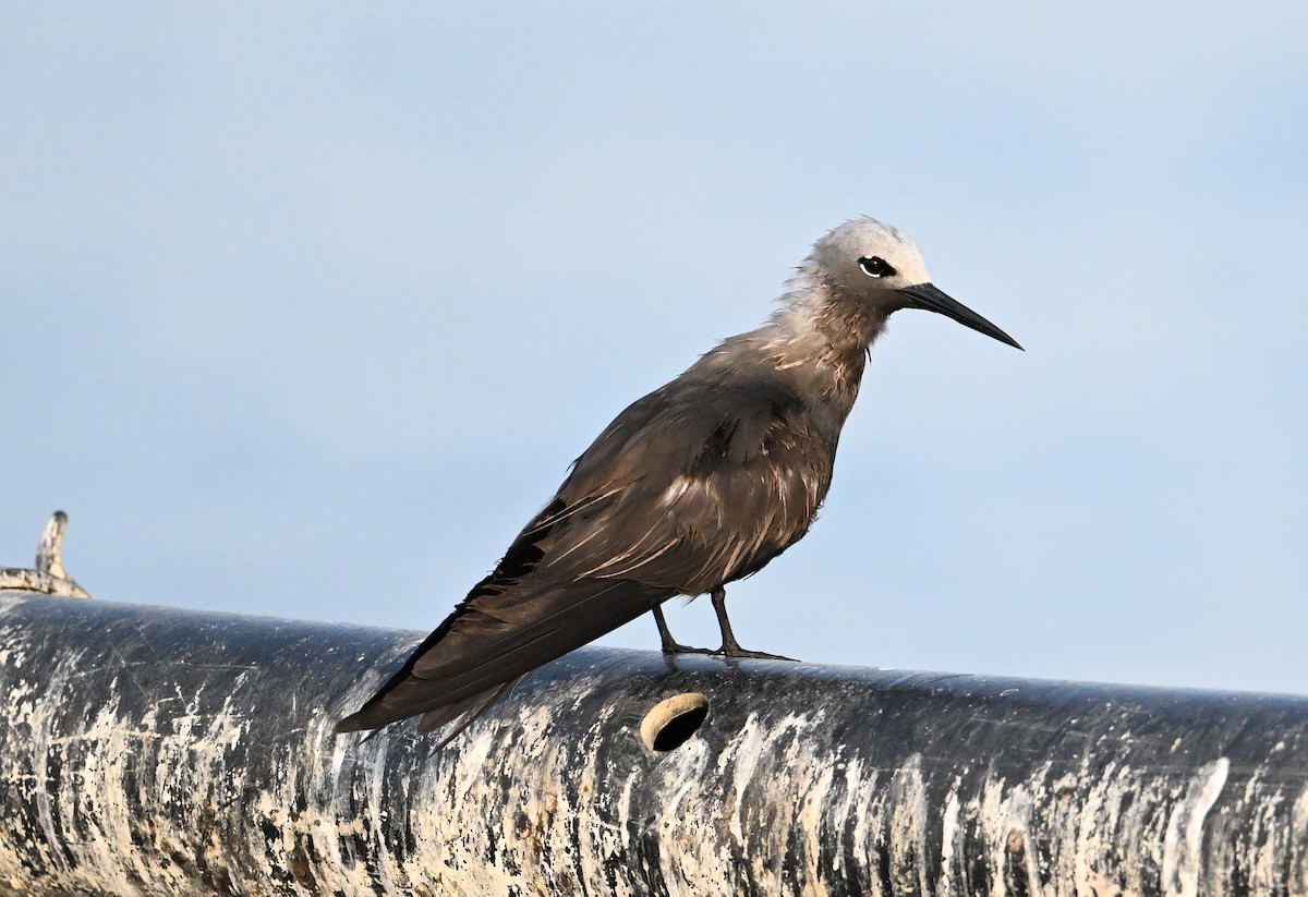 smånoddy - ML647249322