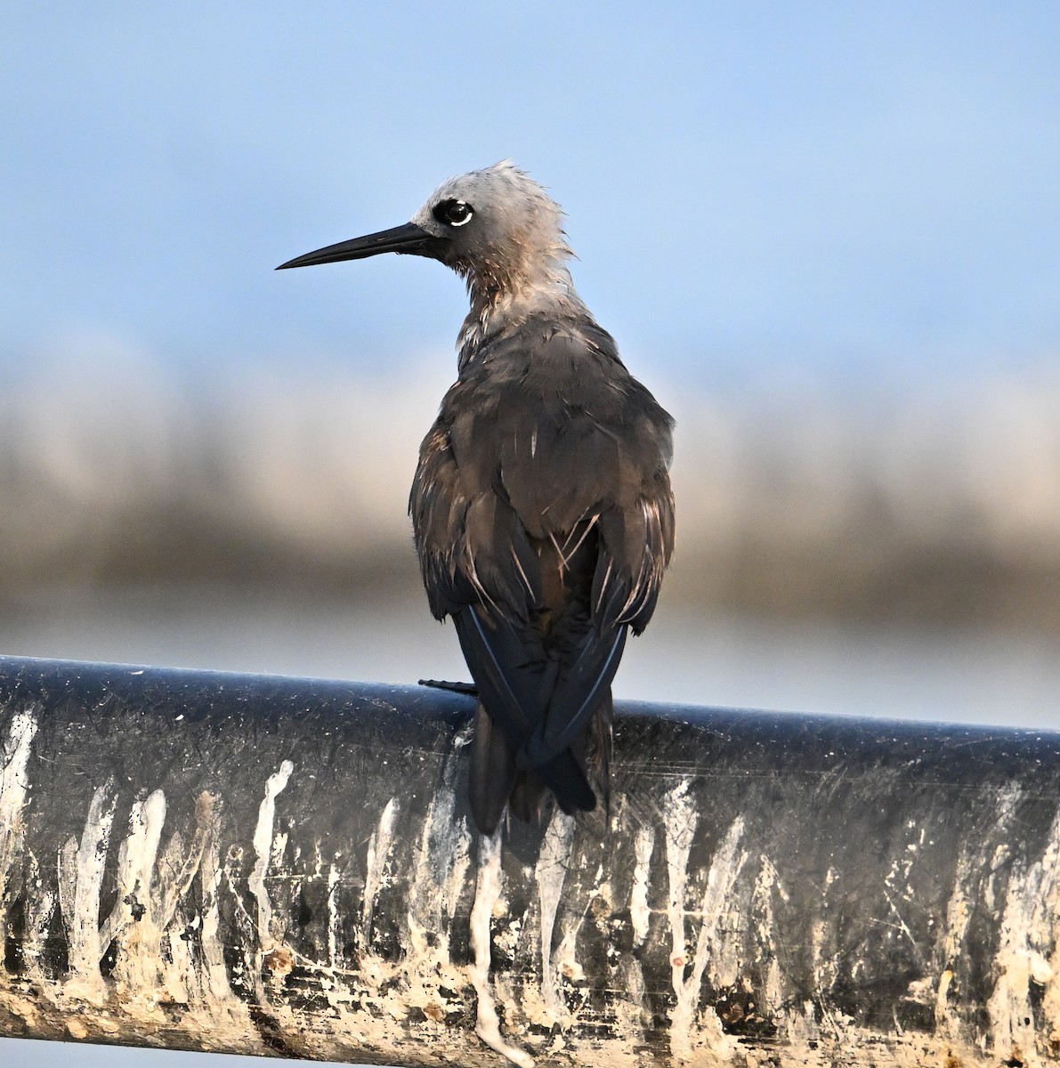 smånoddy - ML647249323