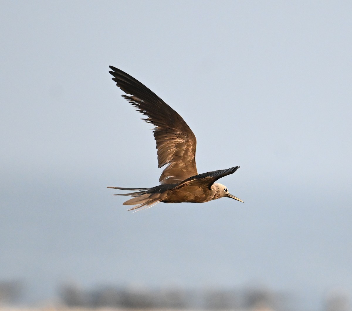 smånoddy - ML647249324