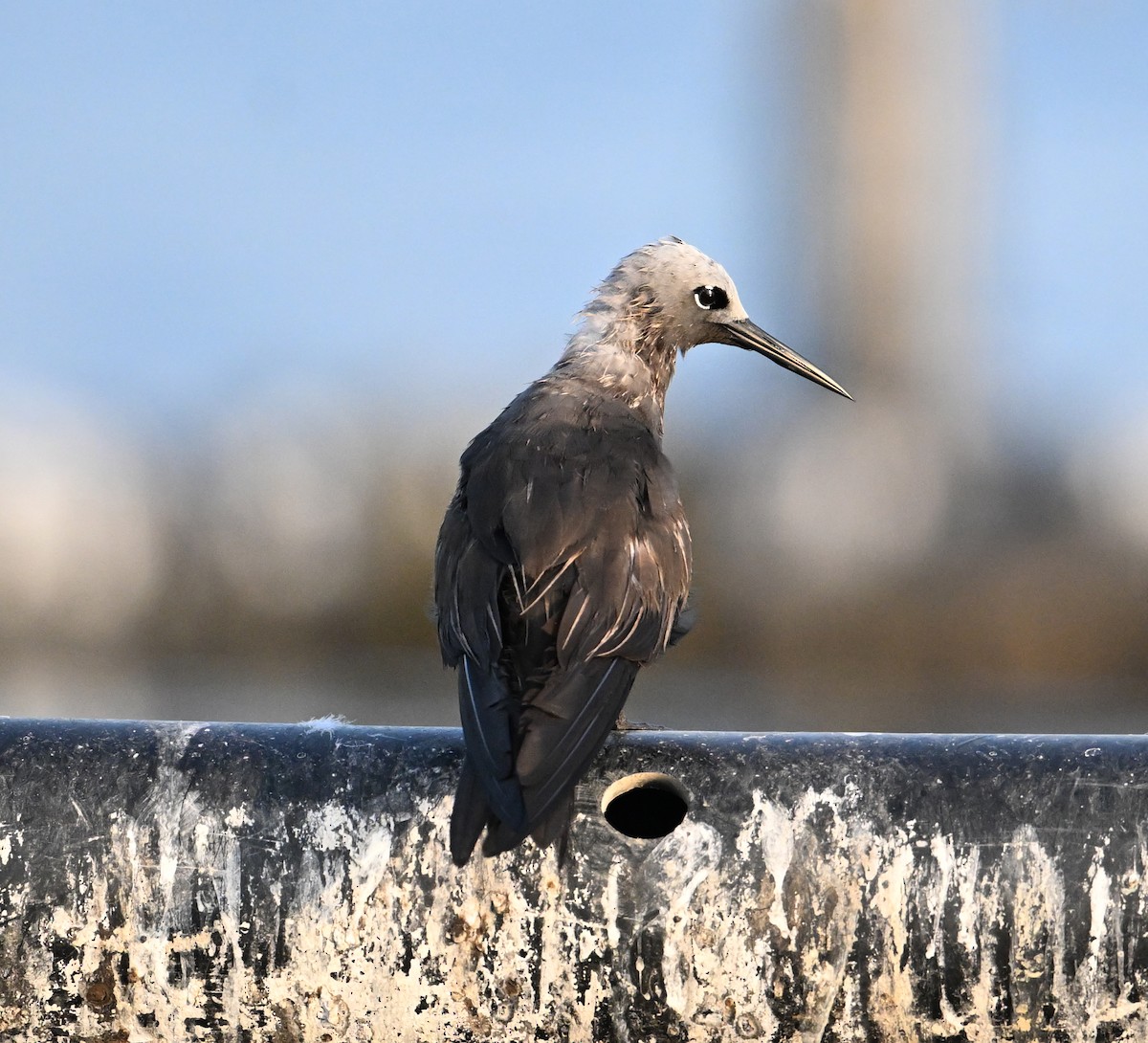 smånoddy - ML647249325