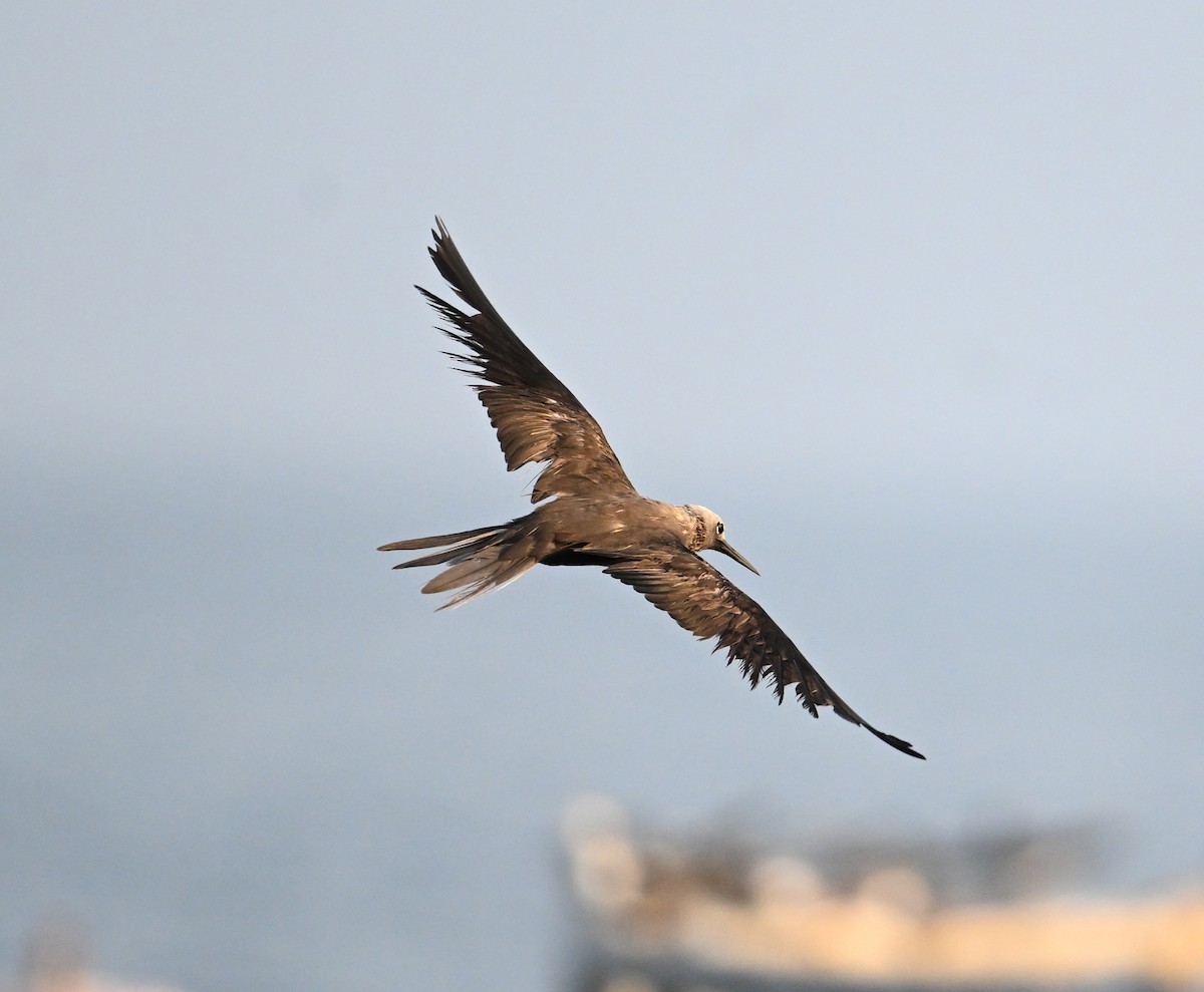 Lesser Noddy - ML647249326