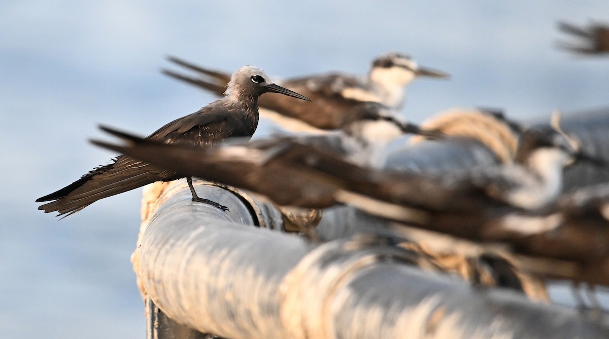 smånoddy - ML647249327