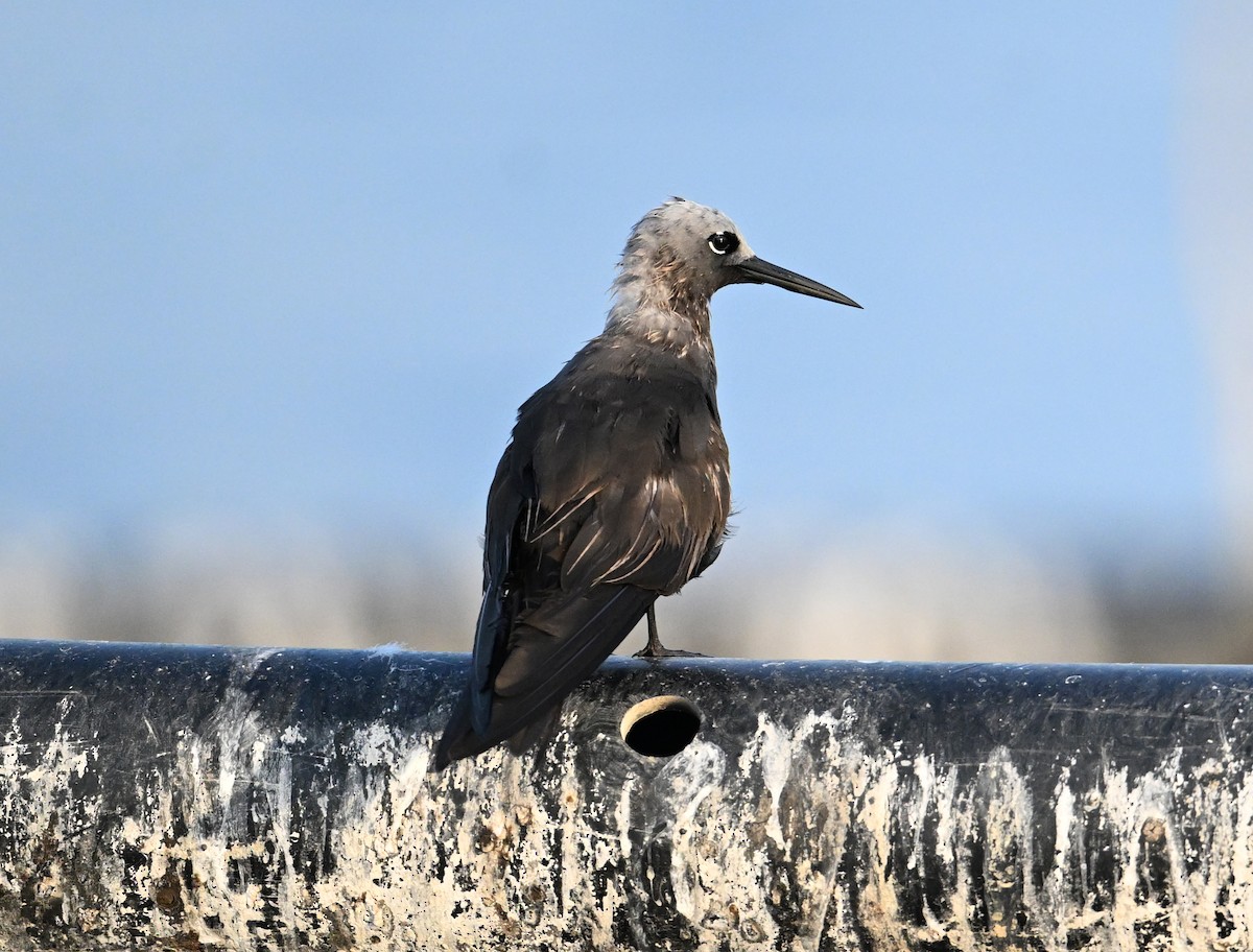 Lesser Noddy - ML647249328
