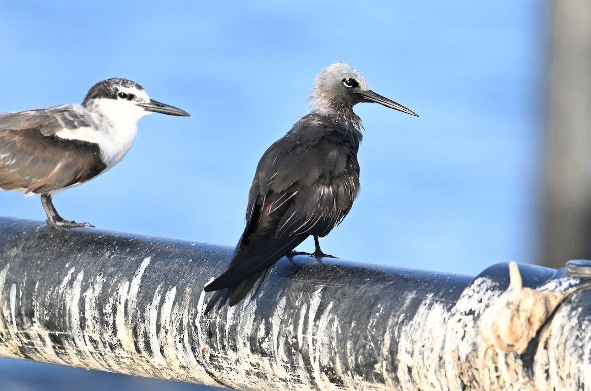 Lesser Noddy - ML647249329