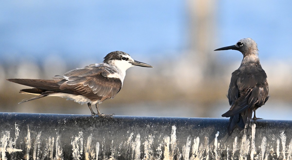 smånoddy - ML647249330