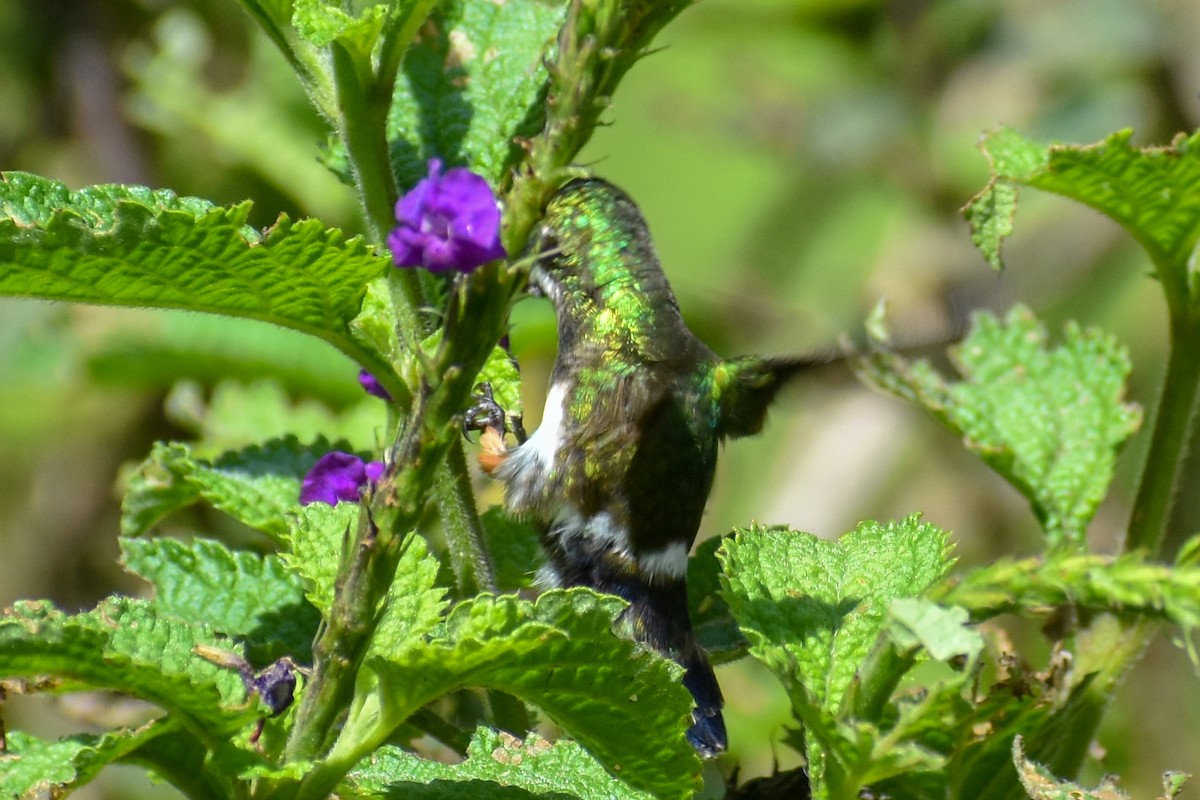 ekorngjøk (cayana gr.) - ML647249332