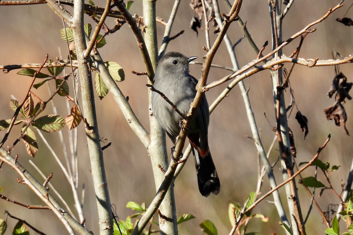 kattespottefugl - ML647249334