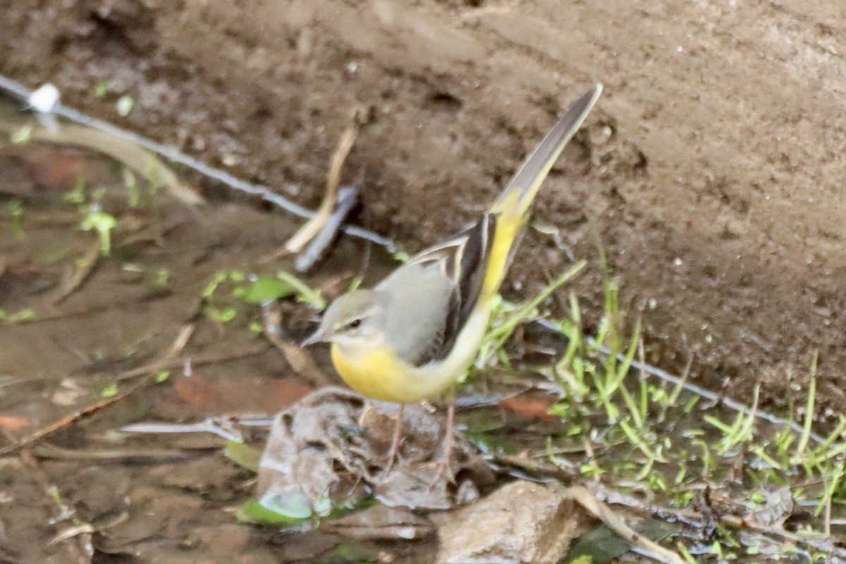 vintererle - ML647249335