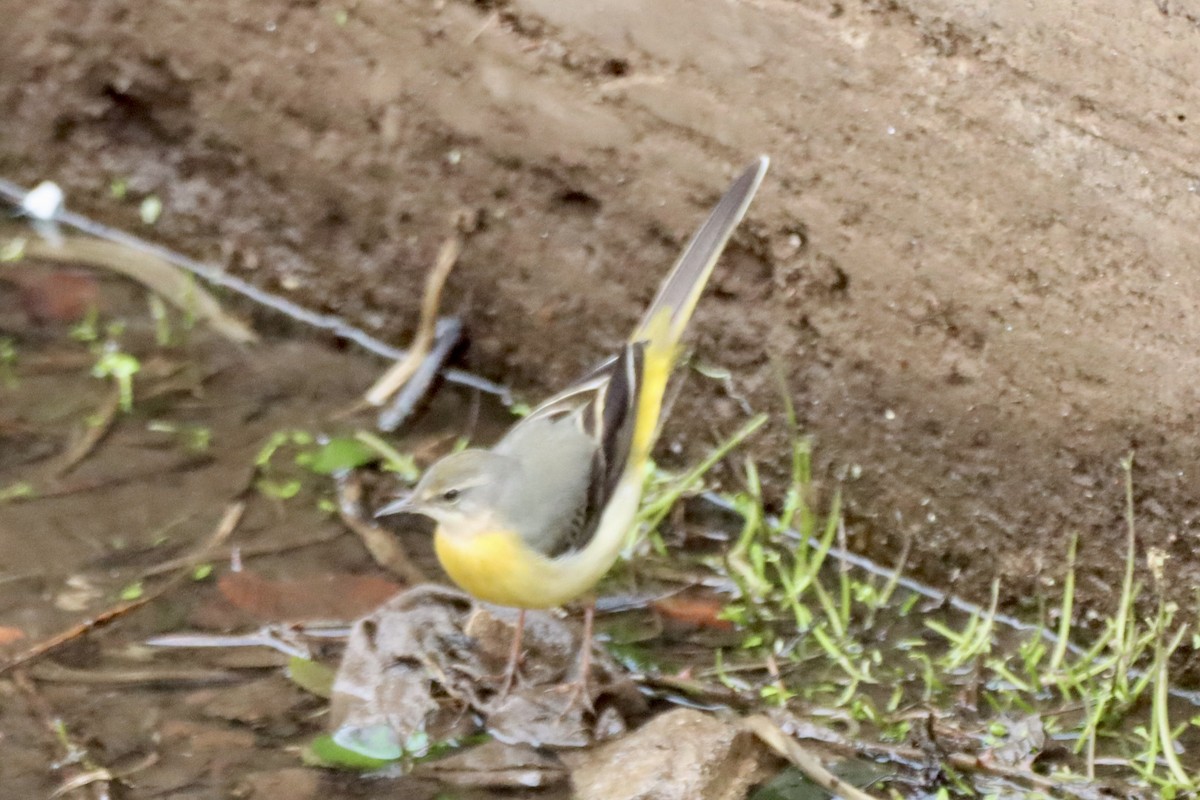 vintererle - ML647249336