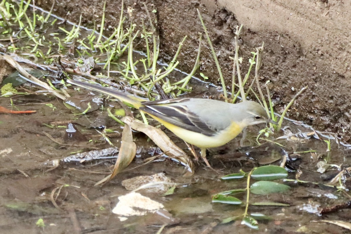 vintererle - ML647249337