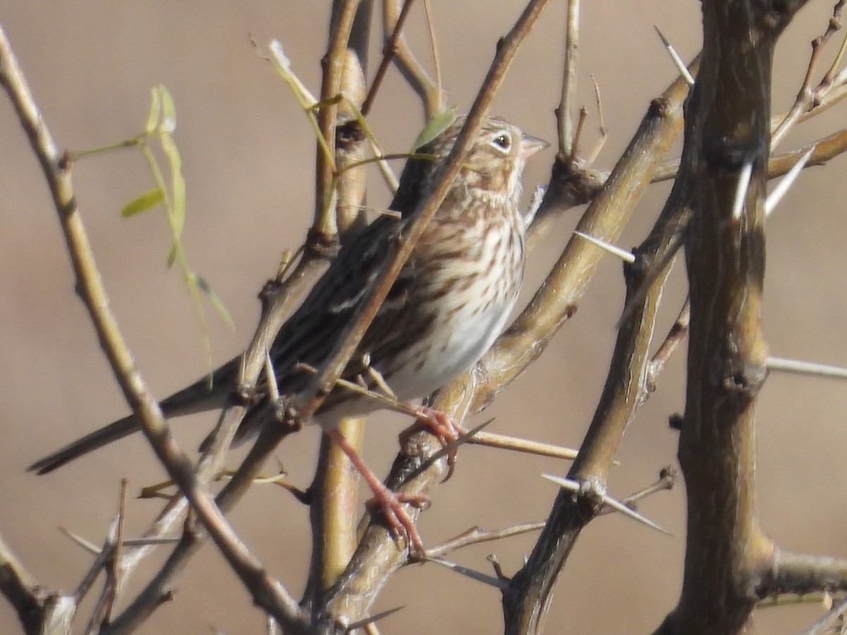 vesperspurv - ML647249342