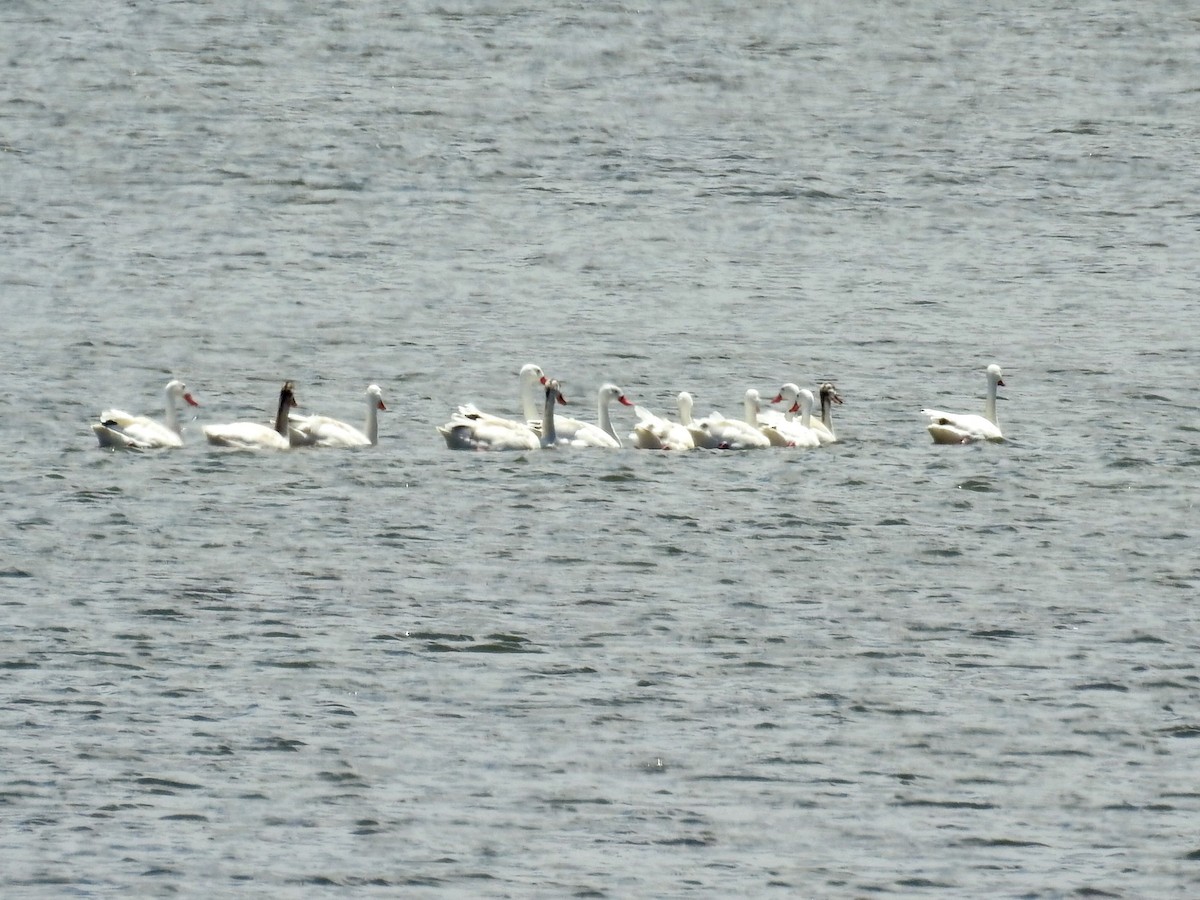 Coscoroba Swan - ML647249349