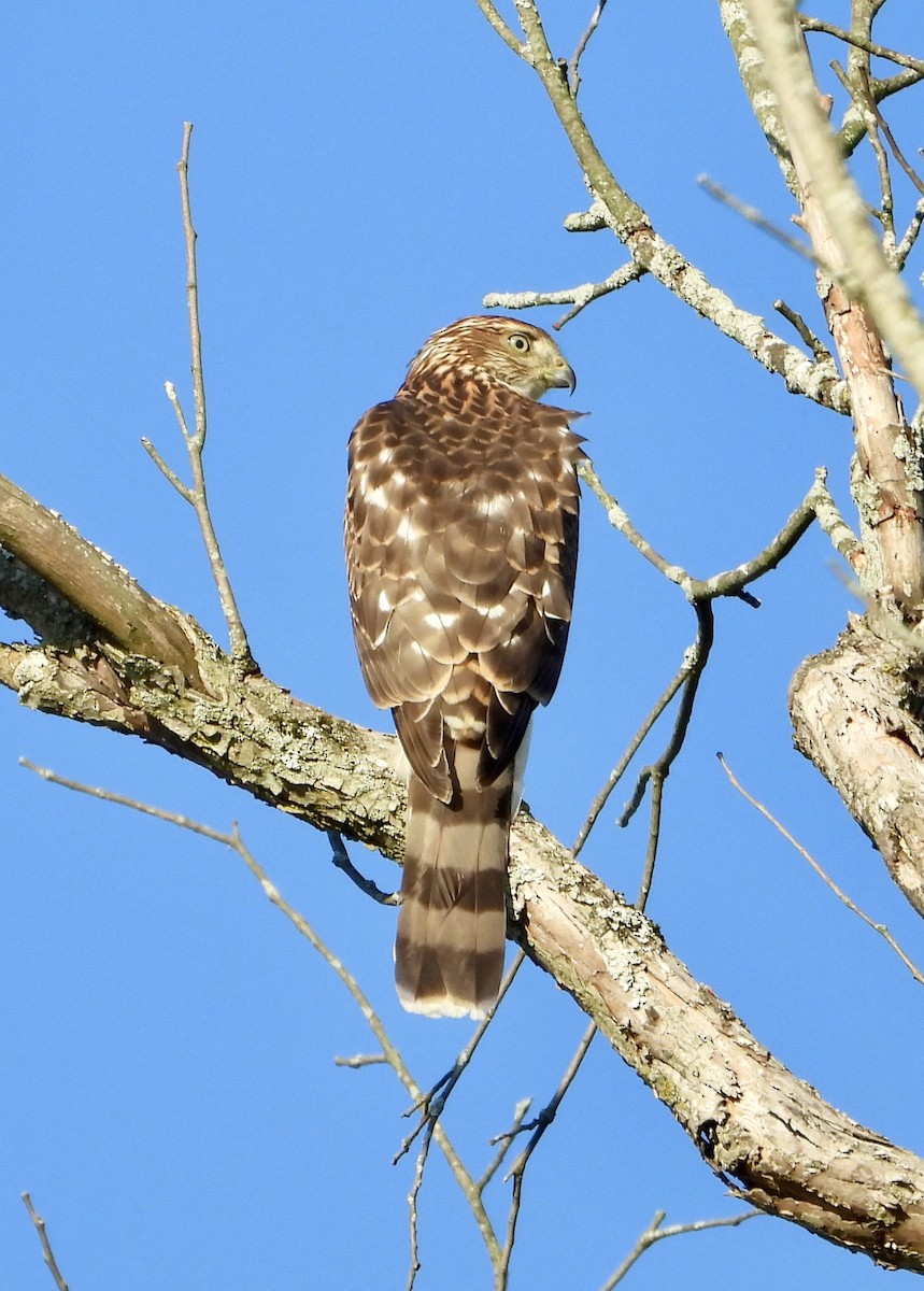 Cooper's Hawk - ML647249361