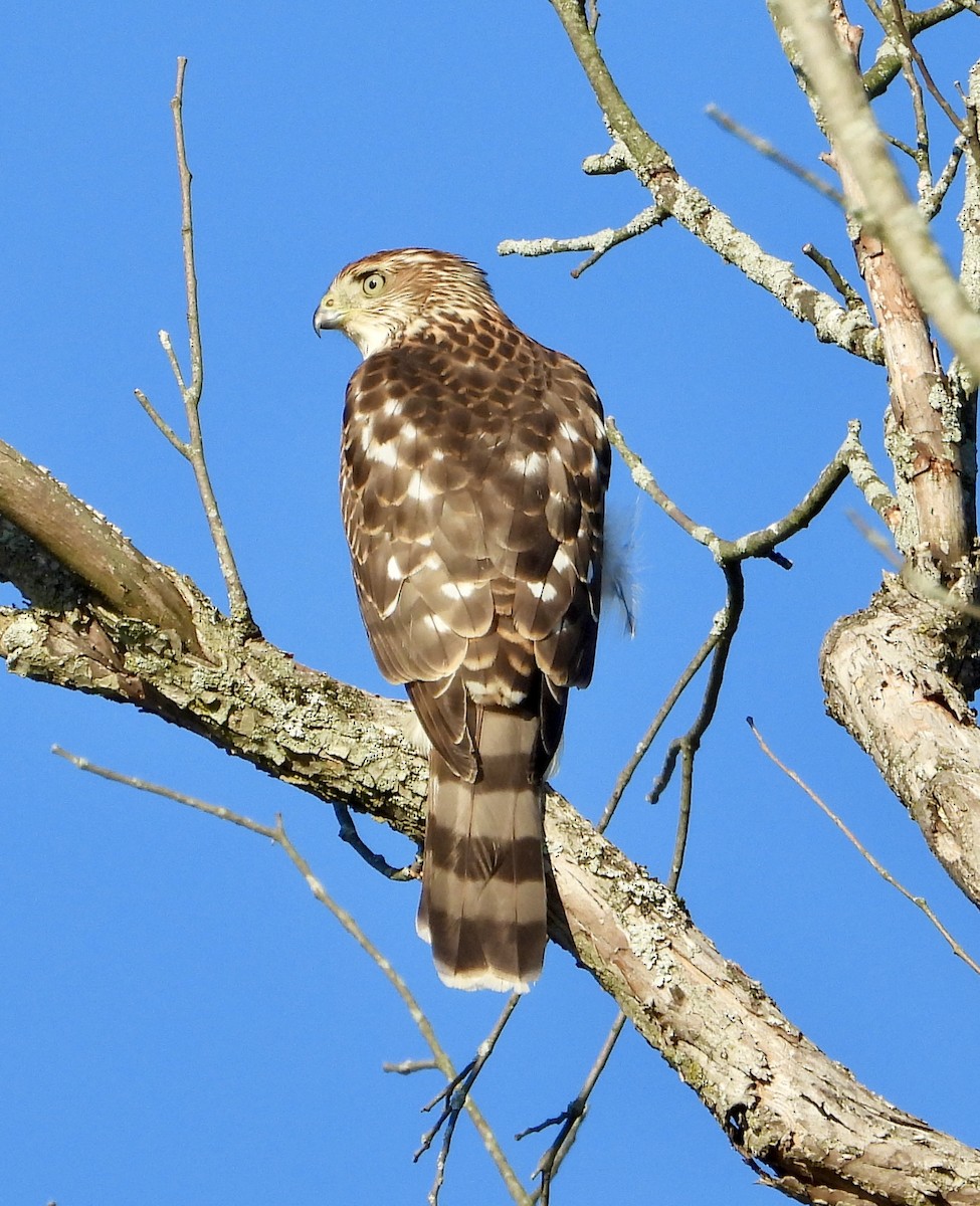 Cooper's Hawk - ML647249363
