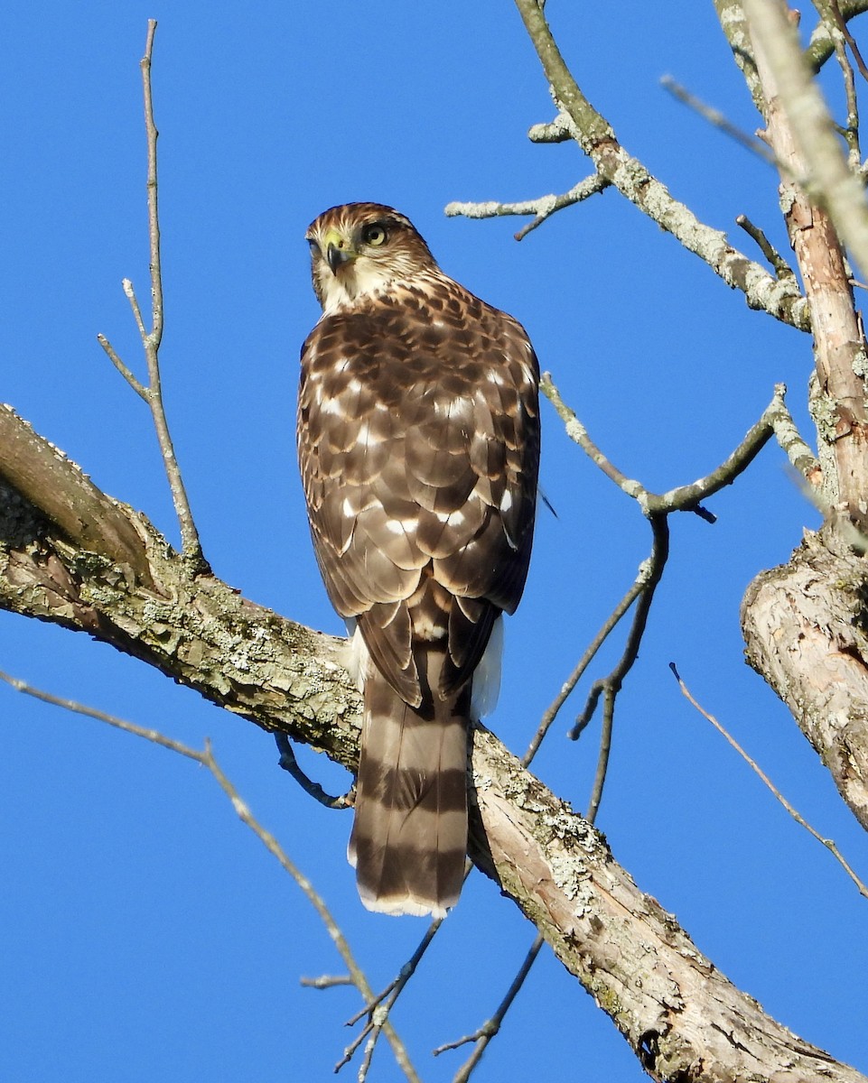 Cooper's Hawk - ML647249364