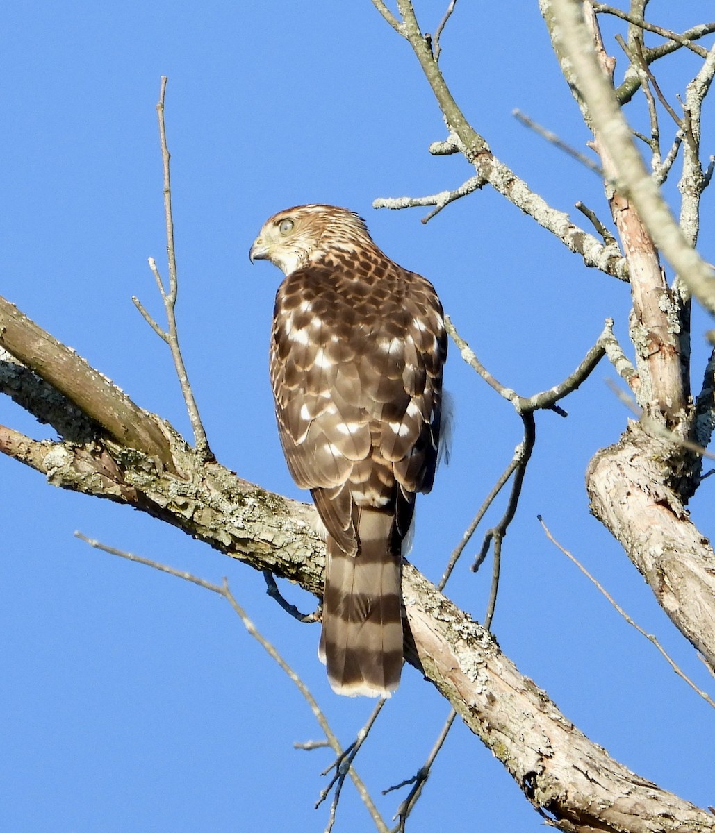 Cooper's Hawk - ML647249366