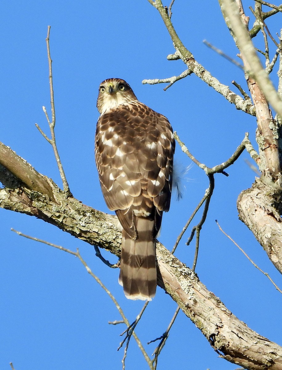 Cooper's Hawk - ML647249367