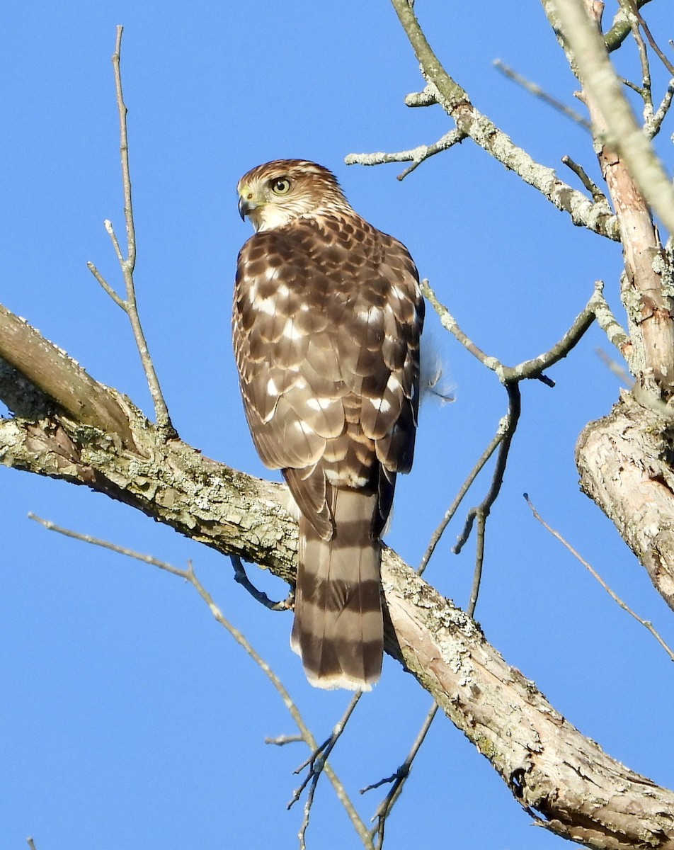 Cooper's Hawk - ML647249368