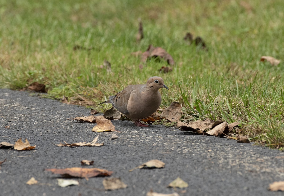 Mourning Dove - ML647249372