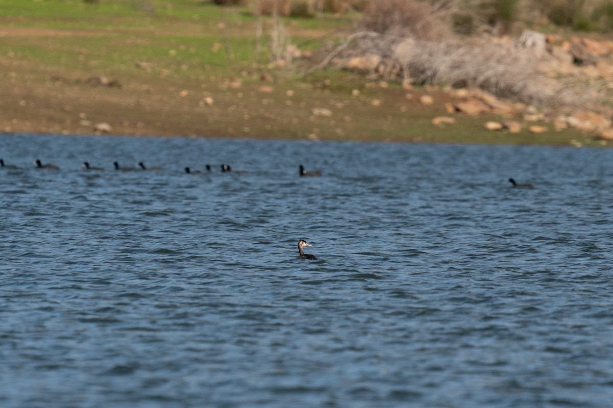Great Crested Grebe - ML647249378