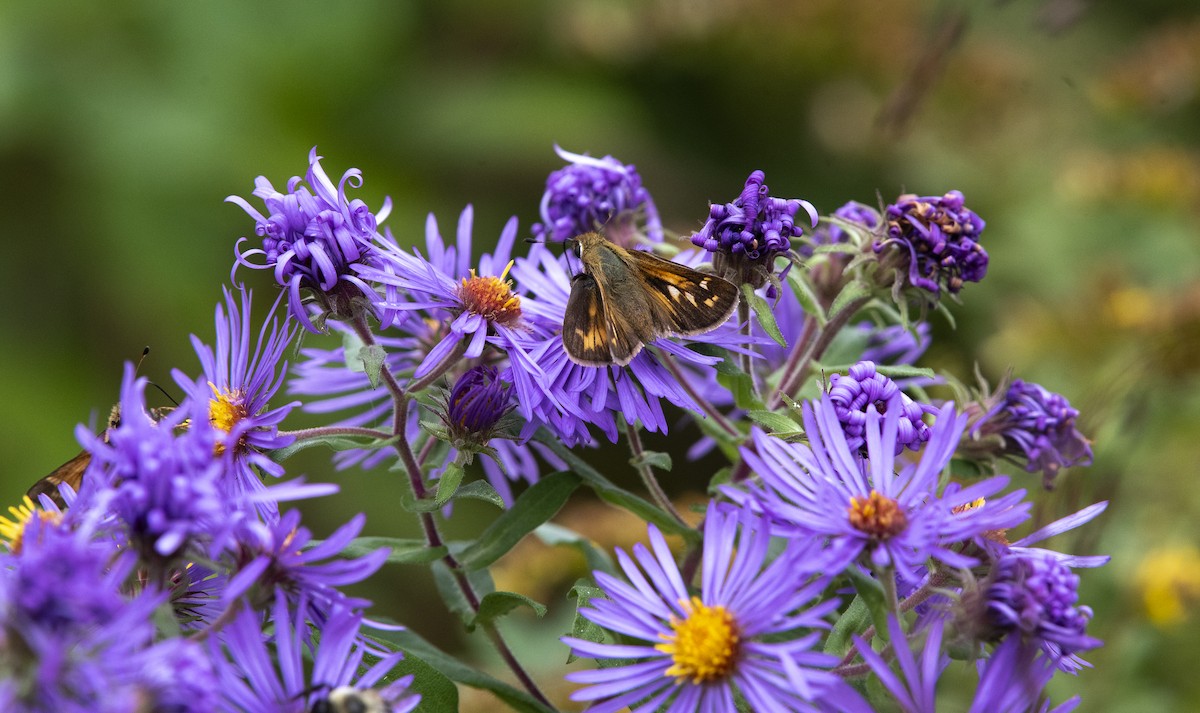 Huron Sachem - ML647249380