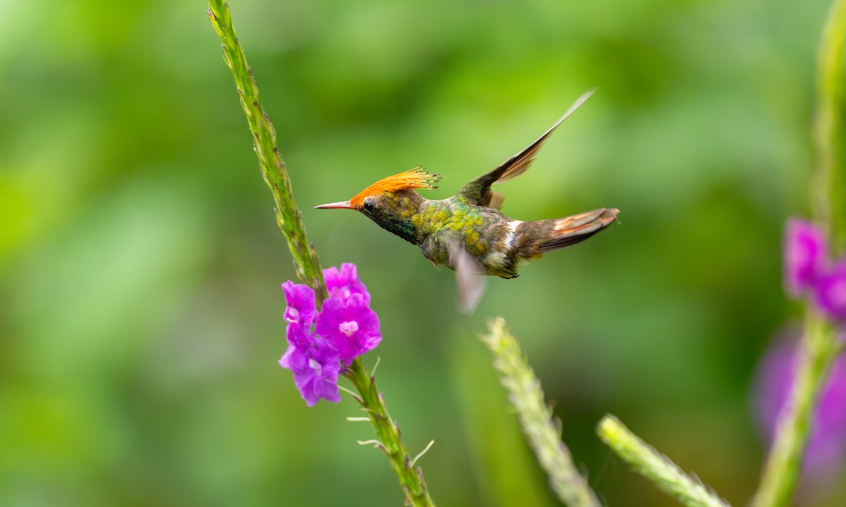 チャカザリハチドリ - ML647249383