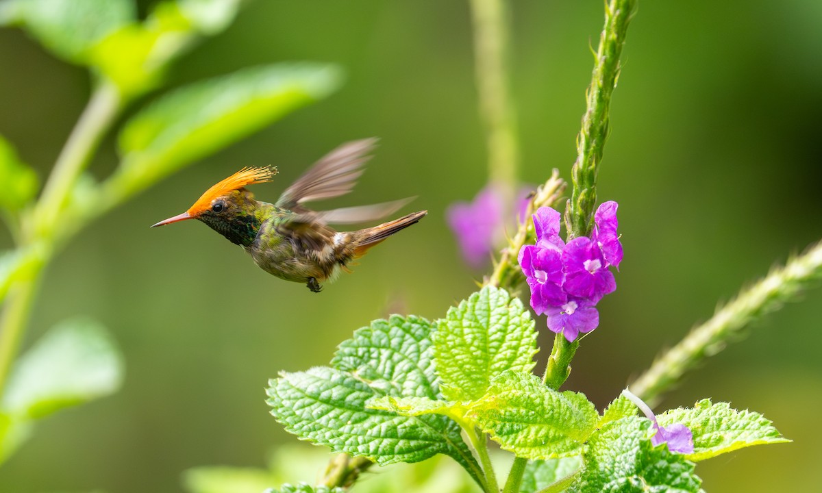 チャカザリハチドリ - ML647249384