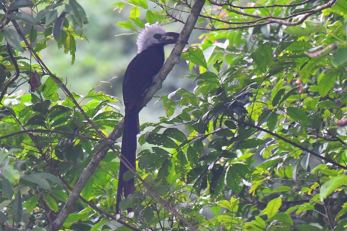 Western Long-tailed Hornbill - ML647249385