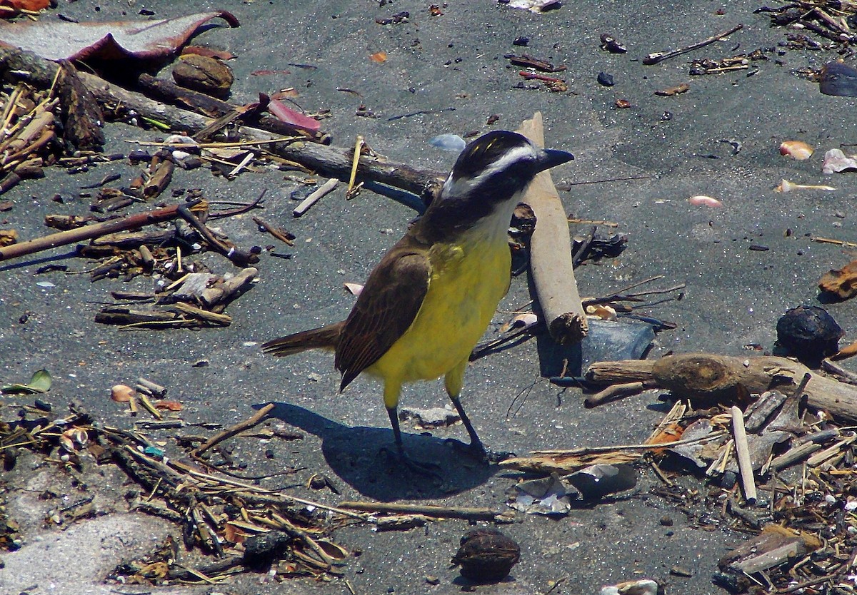 Great Kiskadee - ML647249390