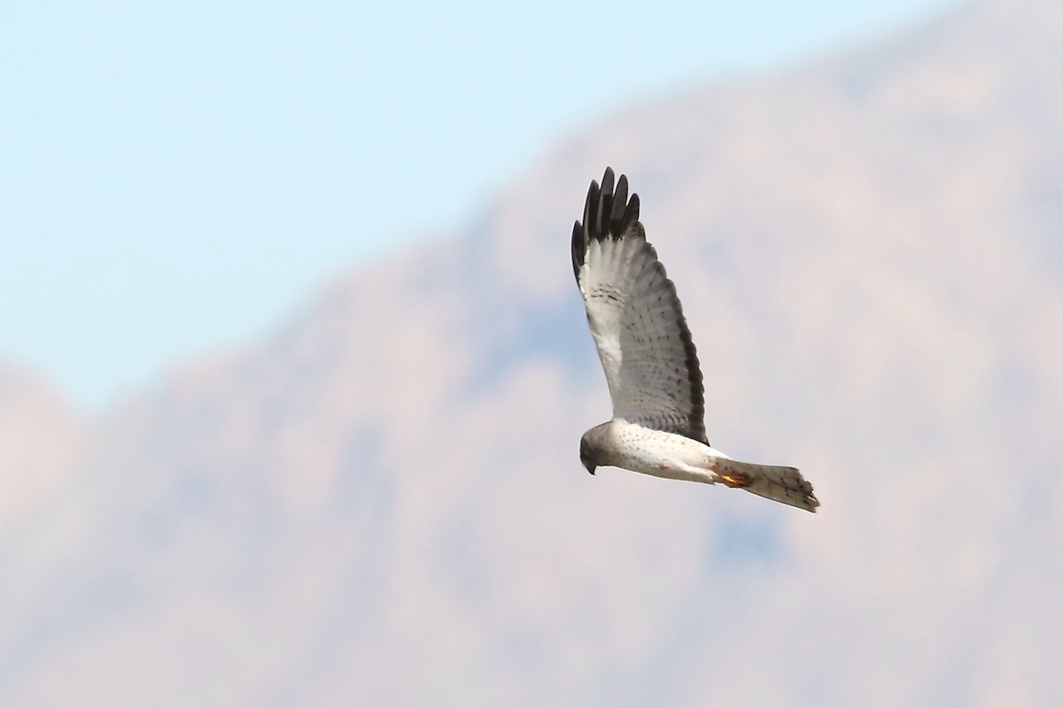 Лунь американський - ML647249393