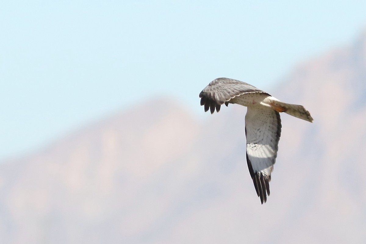 Лунь американський - ML647249395