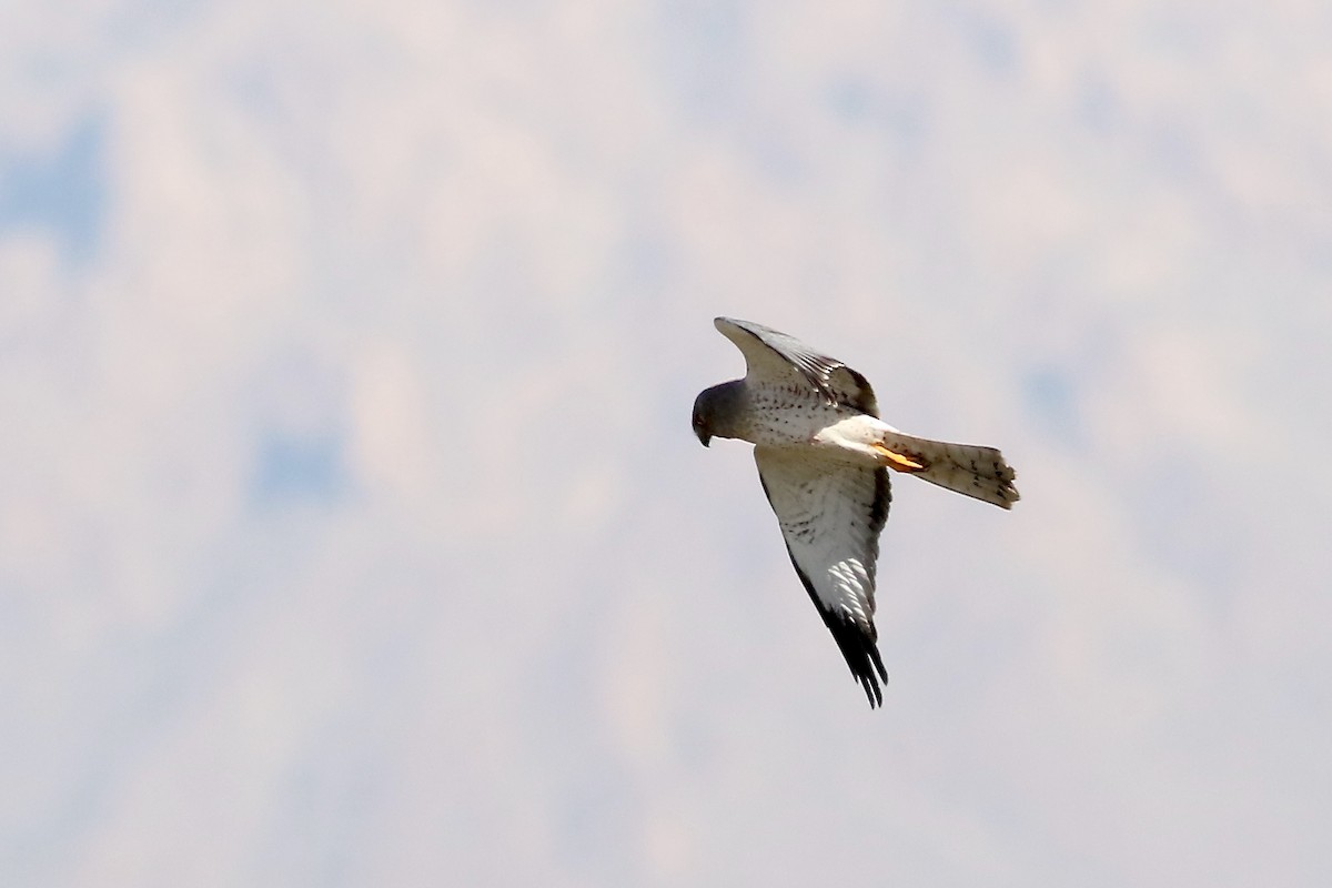 Лунь американський - ML647249396