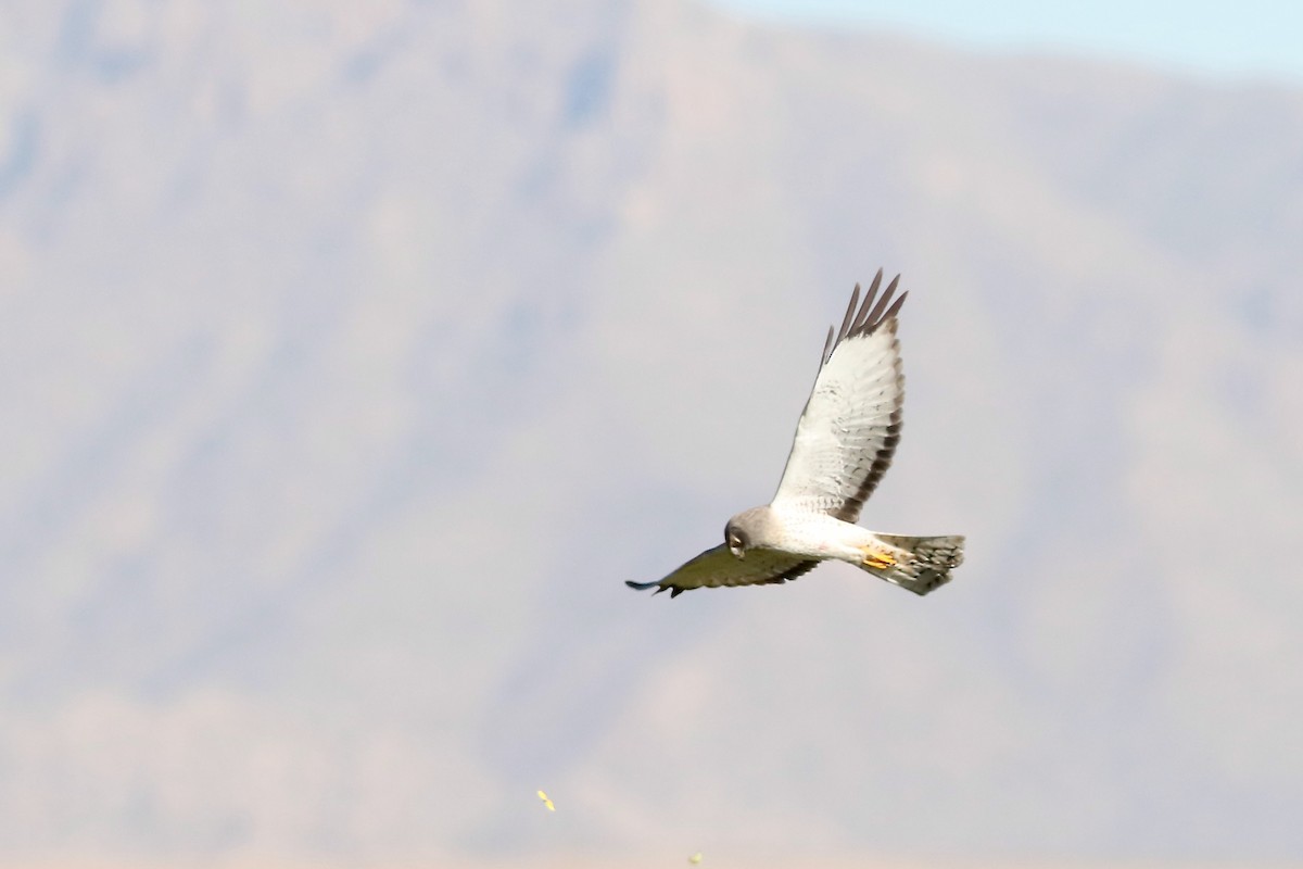 Лунь американський - ML647249397