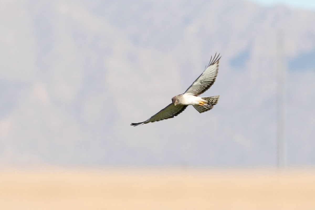 Лунь американський - ML647249398