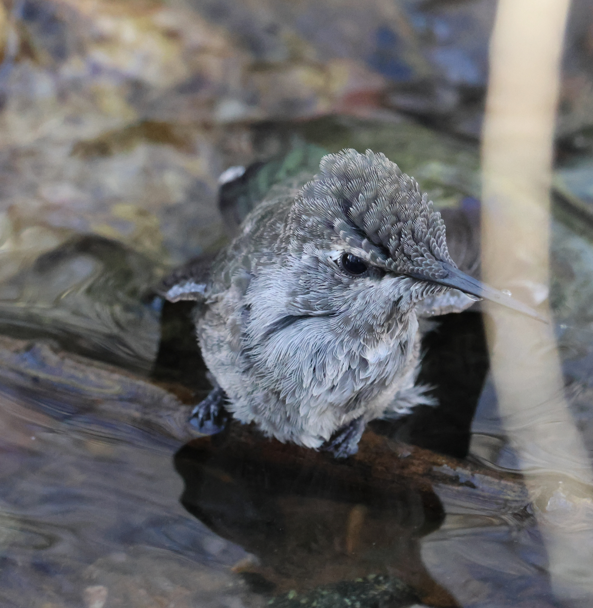 Anna's Hummingbird - ML647249399