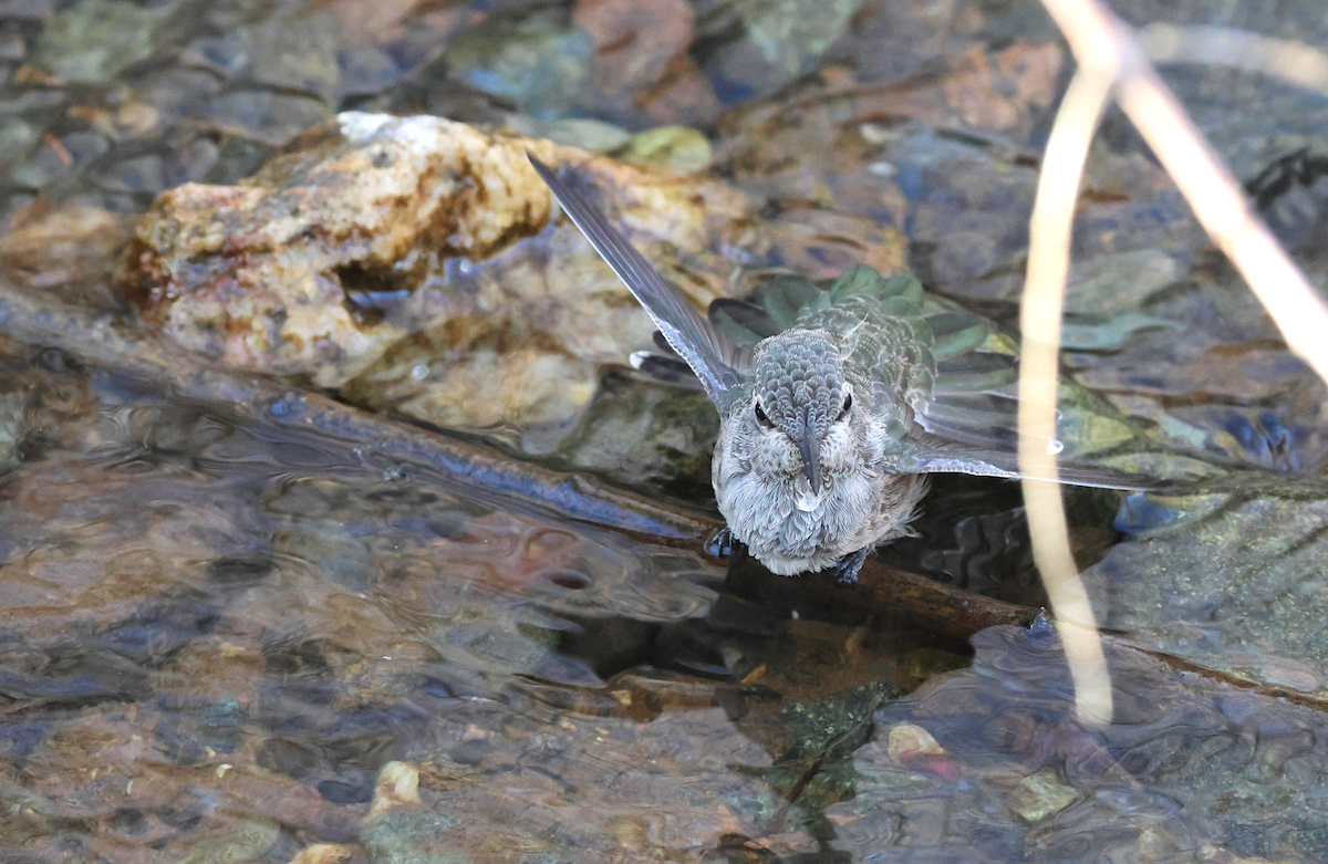 Anna's Hummingbird - ML647249400