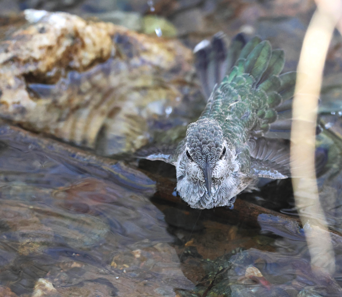 Anna's Hummingbird - ML647249401