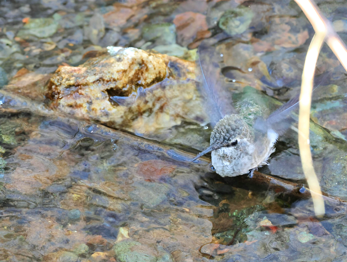 Anna's Hummingbird - ML647249402