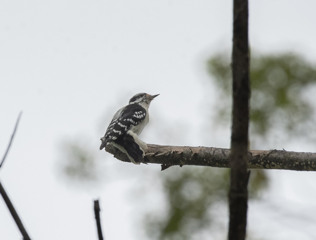 Hairy Woodpecker - ML647249405