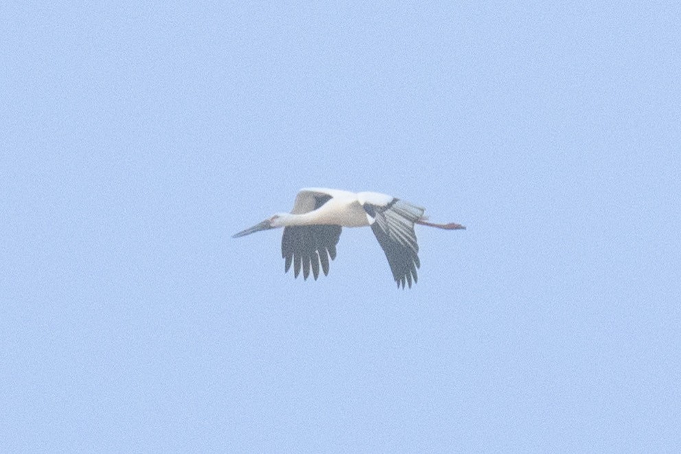 svartnebbstork - ML647249406