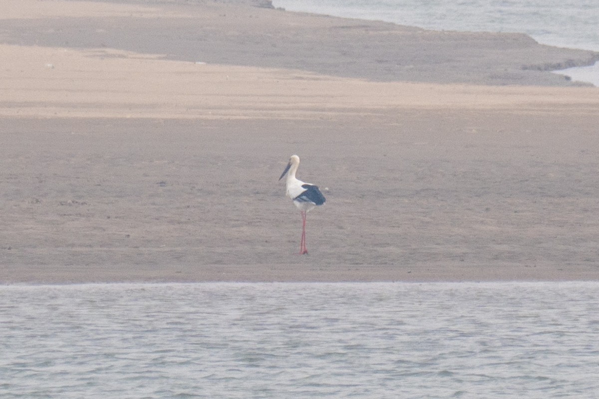 svartnebbstork - ML647249409